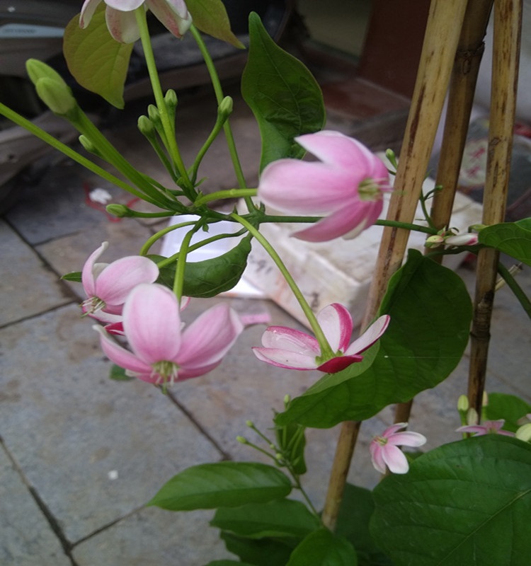 花姬使君子花苗夜來香使君子庭院陽臺爬藤植物花有香味