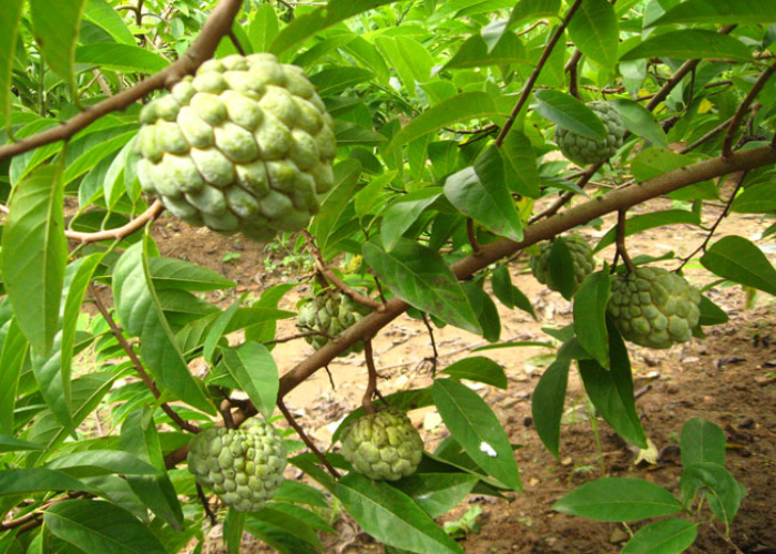 佛陀果番荔枝苗釋迦果苗番荔枝樹苗佛頭果鳳梨釋迦果樹苗 釋迦果苗2年