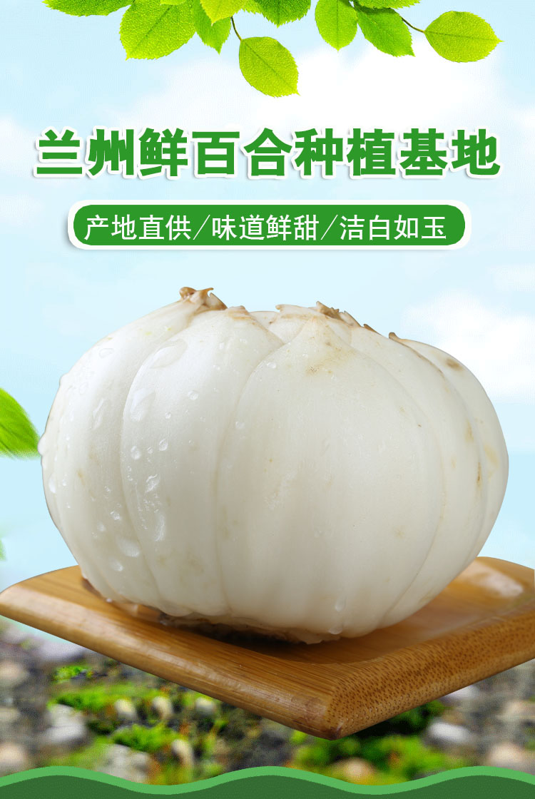 兰州新鲜百合甜百合鲜百合500g特大果6颗
