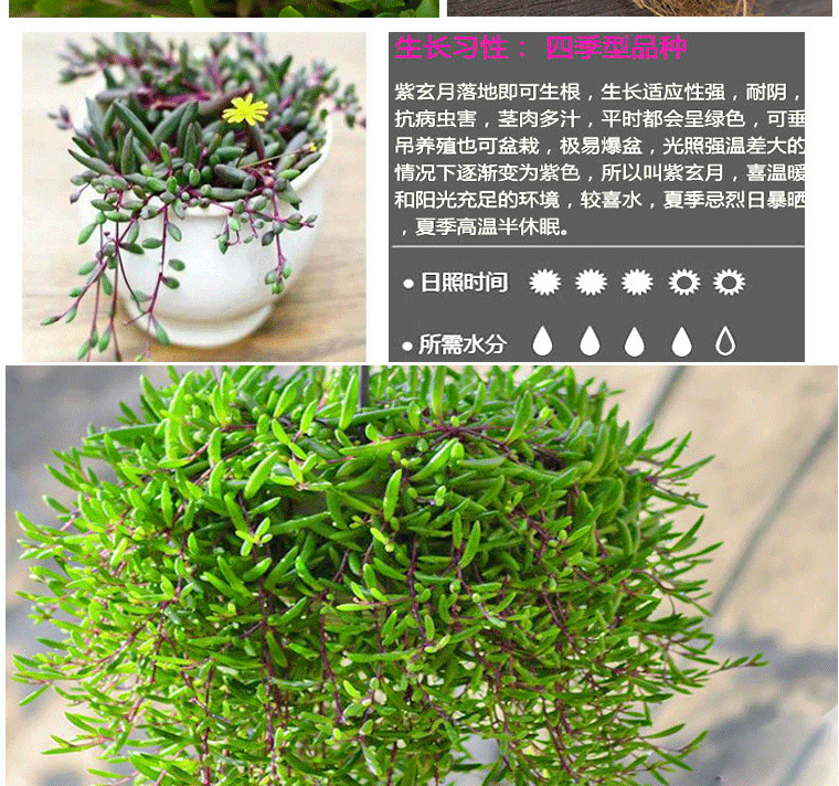 吊兰盆栽室内阳台垂吊绿植 常青藤太阳花口红牡丹吊兰绿萝珍珠吊兰