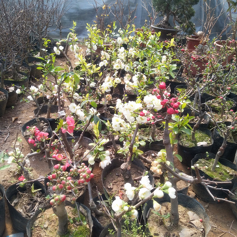 长寿冠海棠盆景盆栽日本海棠树桩海棠果室内绿植花卉长寿冠海棠三年苗