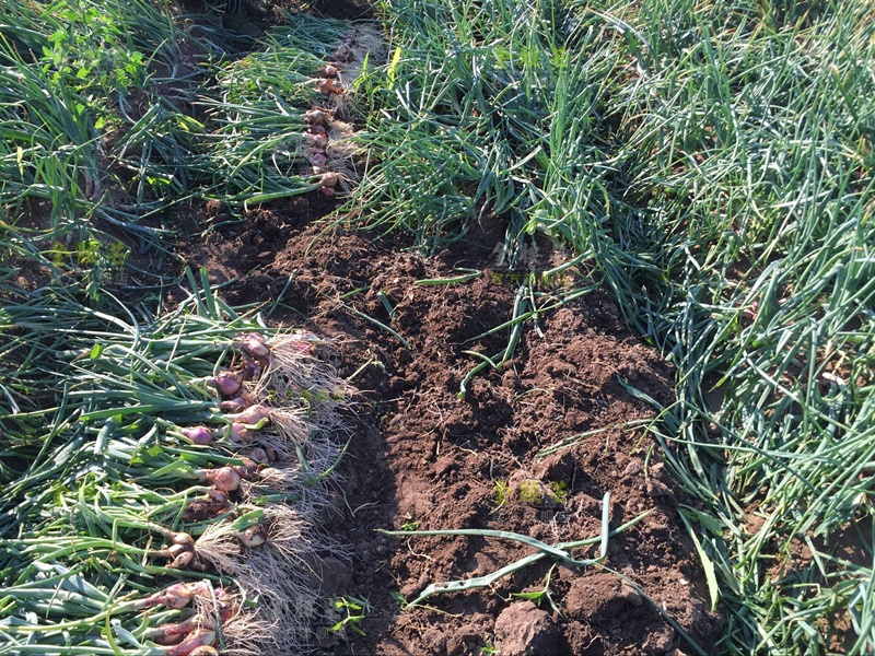 东北小毛葱农家干毛葱鬼子葱小圆葱迷你圆红葱头5斤