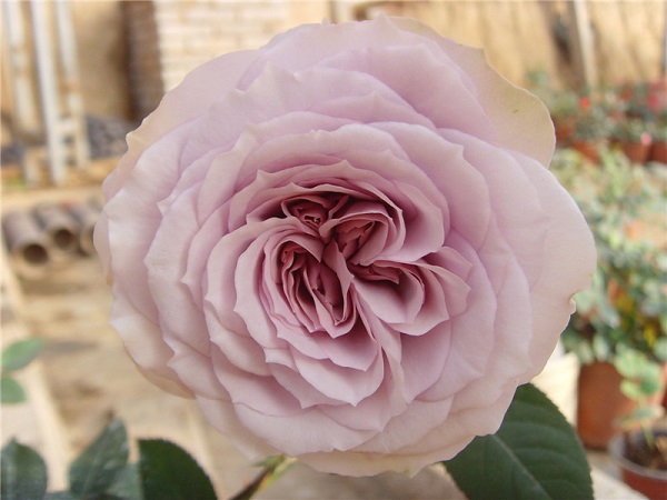 月季花苗 贵族礼光 紫水晶浓香大花 春季特惠 扦插小苗 不含盆_现价27