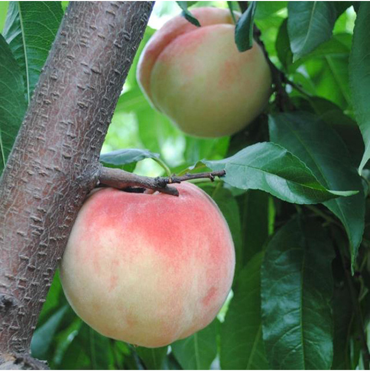 逗鲜 现摘时令新鲜水果毛桃子脆甜水蜜桃2.5kg