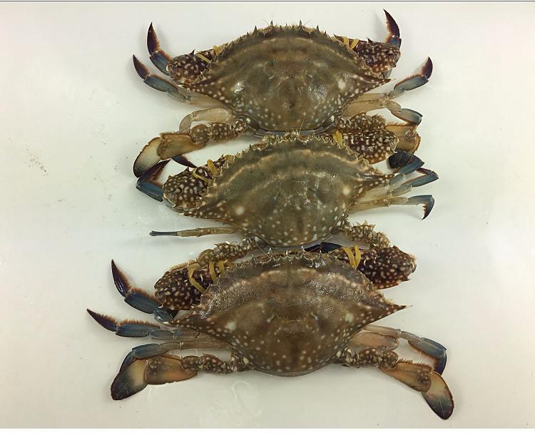 青岛鱼姐 鲜活野生公梭子蟹 公螃蟹 5两/只 55元/只