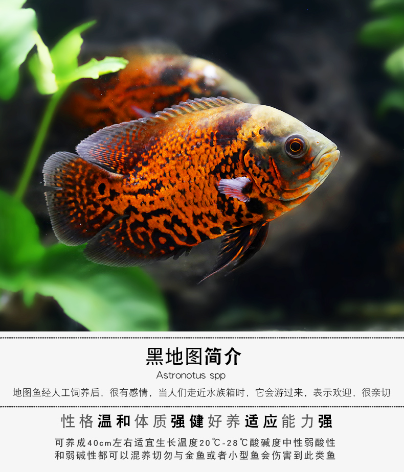 红地图黑地图鱼热带鱼观赏鱼淡水宠物鱼鱼活体中大型鱼凶猛鱼猪仔鱼
