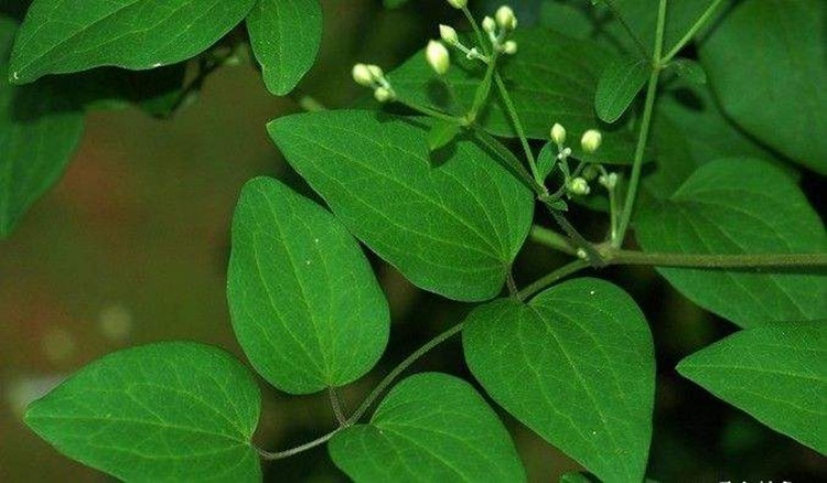 花姬山野菜山辣椒秧子東北鐵線蓮中草藥植物威靈仙種子種苗四季易活