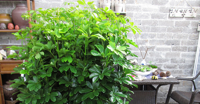 盆栽绿植批发价格多少钱