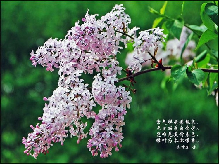 阅读全文,说说作者赞美丁香花是为了赞美什么.2.