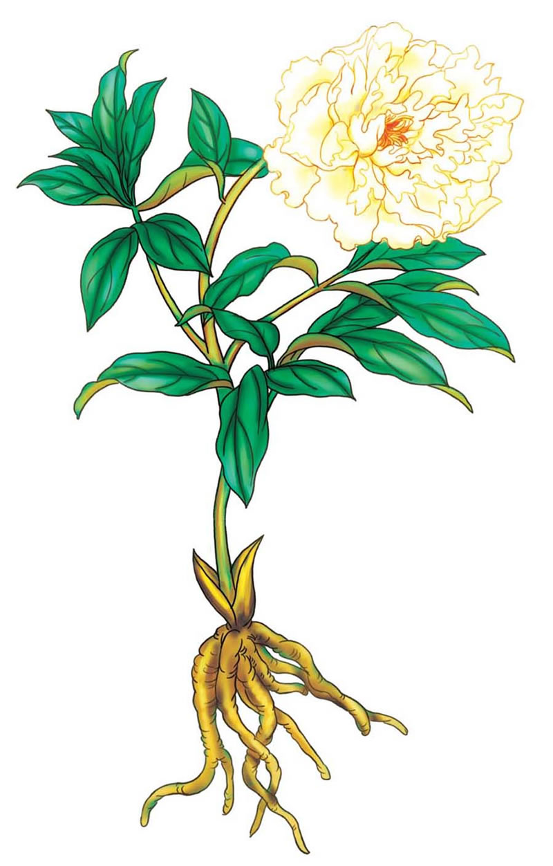 草纲目(白话彩图典藏) 李时珍著 天下生民生活博物学巨著古学医疗医学