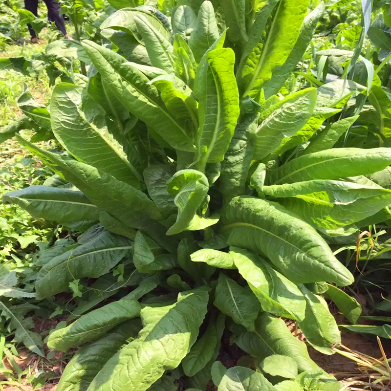 梦族园林mengzuyuanlin欧洲将军菊苣种子进口多年生耐寒高产四季牧草