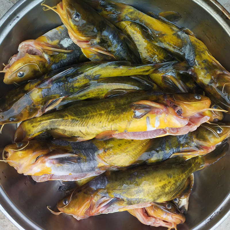 輕戀 生鮮黃骨魚 新鮮昂刺魚 昂針魚 黃辣丁魚