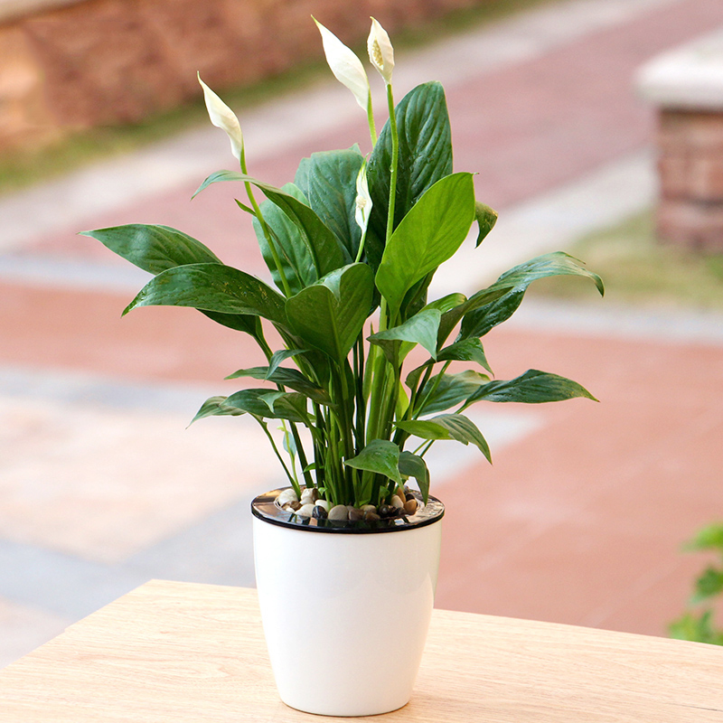 一帆风顺桌面植物花卉盆栽绿植白掌盆景 客厅办公室内桌面水培植物