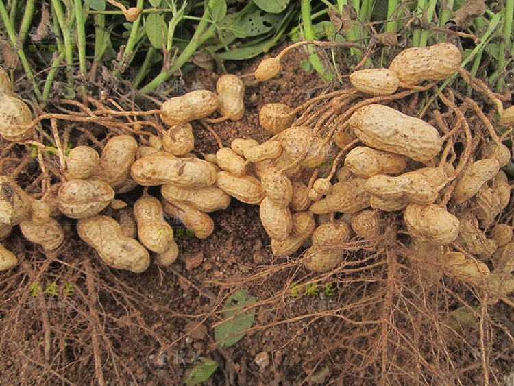 新鲜带壳湿花生带泥花生水煮带壳嫩花生3斤