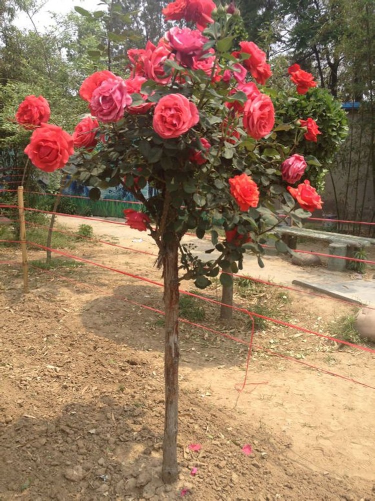 树状玫瑰开花树桩盒景花卉高杆嫁接月季腊梅地栽浓香月季庭院砧木 酒