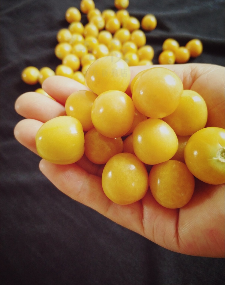 新鲜姑娘果 菇娘灯笼果洋菇茑 现摘当季新鲜水果 3斤【图片 价格 品牌