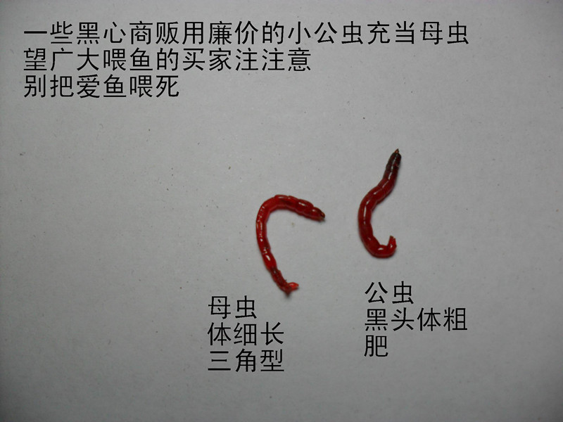 大号公红虫鲜活红虫红虫活饵活体母红虫拉饵蚯蚓饵小公虫活体虫拉饵