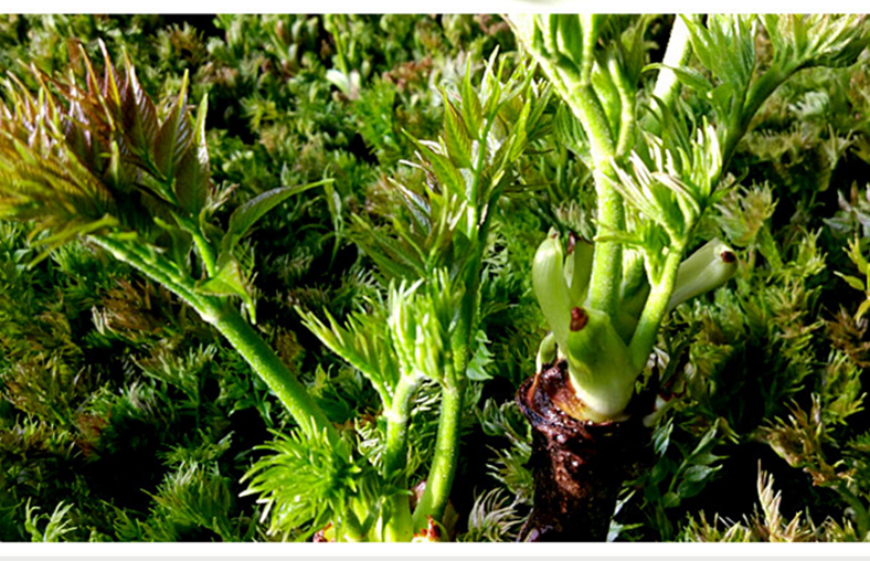 东北特产新鲜刺嫩芽山野菜刺龙芽刺老芽山野菜刺老芽蘸酱菜刺龙芽香椿