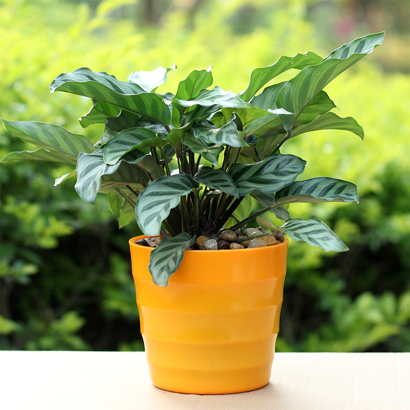 洁妍室内绿植花卉盆栽竹芋观叶植物脆叶竹芋不含盆