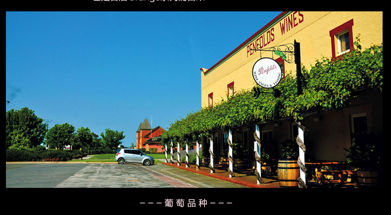 奔富洛神山庄红酒批发,奔富专卖店,一级代理商