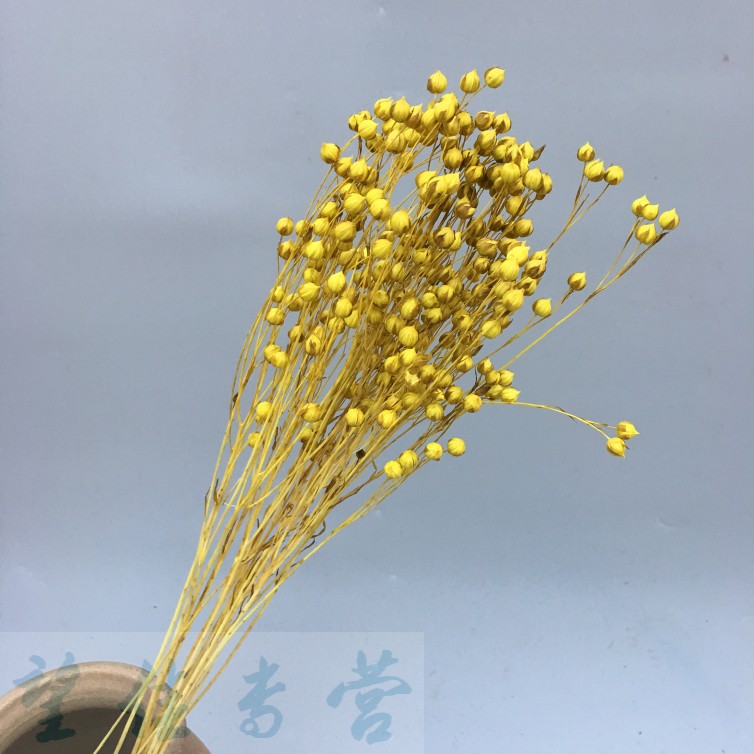 相思豆云南干花花束永生花diy客厅装饰花插花真花 玫红色 干树枝