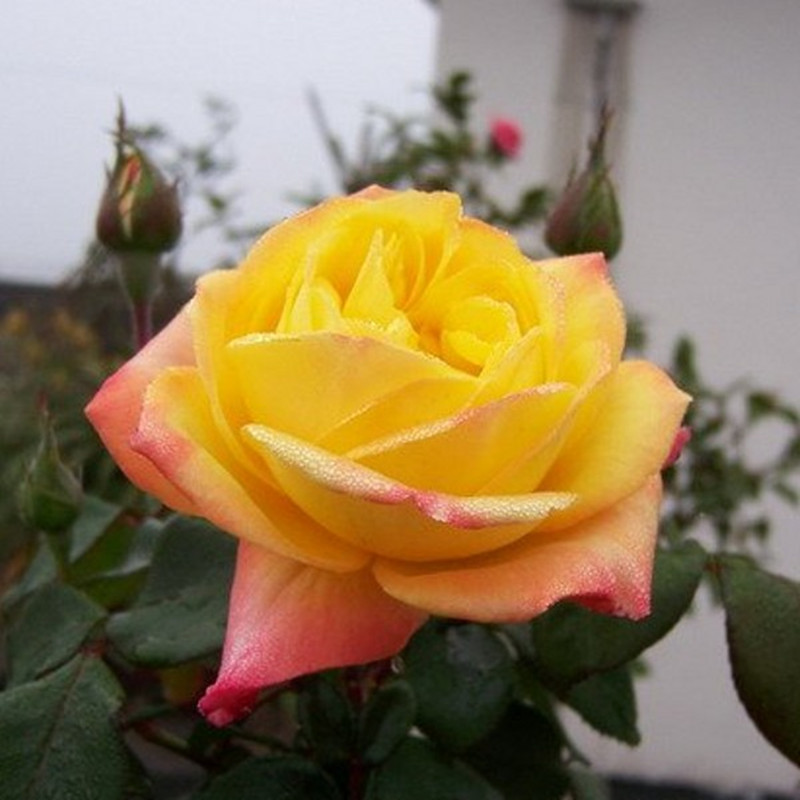 光谱藤本变色月季光谱经典品种溪园月季玫瑰花苗月季分枝好带花 * 5年