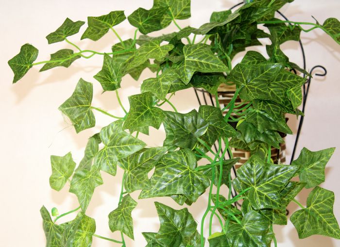 仿真花藤条绿萝常青藤假花爬山虎壁挂暖气管空调管装饰绿萝叶