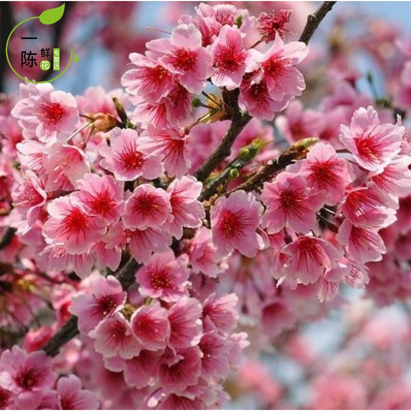 樱花树苗木嫁接庭院盆栽花卉植物晚樱重瓣当年开花广岛恋人粉色5公分