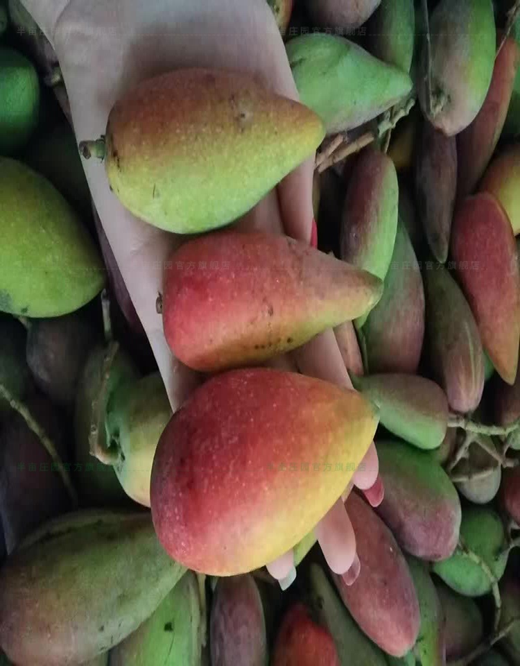 新鲜海南辣椒芒果 牙签芒 手指芒果 尖椒芒香甜 2.5kg_ 4折现价65元