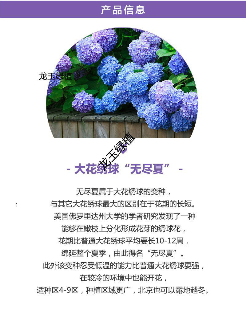 秀球花花语图片