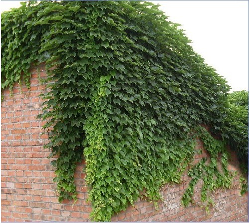 爬山虎藤苗爬藤植物 爬山虎苗爬墙虎五叶地锦爬墙高手爬山虎苗 国产