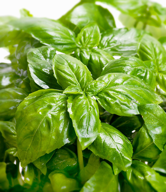 年后发货 果鲜传奇 新鲜蔬菜罗勒叶 甜罗勒叶欧罗西餐香料调料可做