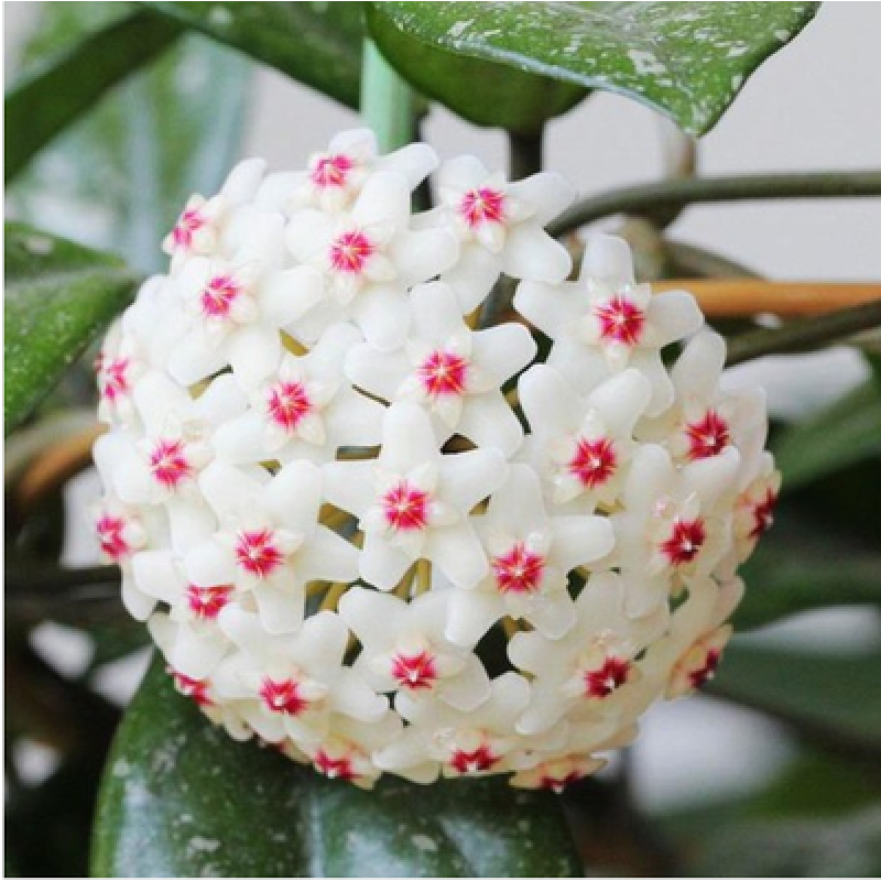 hqc爬藤攀援花卉 绿植 银斑球兰花 绿叶球兰大苗 球兰花苗 开球形花