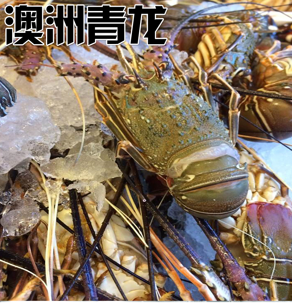 餘鮮生澳洲冷凍龍蝦300g350g一隻生鮮水產海鮮年貨