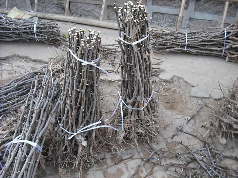 大枣树苗沾化冬枣树苗雪红枣嫁接果树果树苗南方北方种植 5年苗结果多