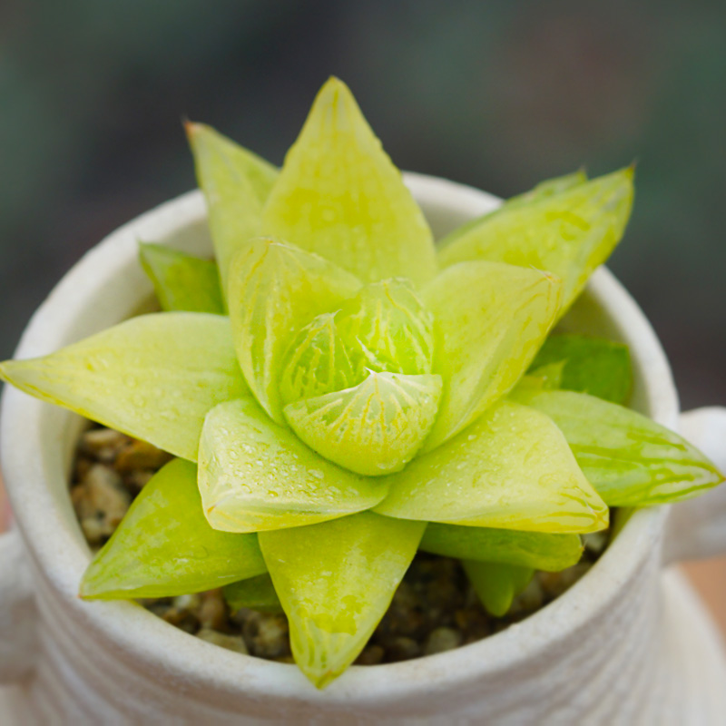 黄金凝脂菊 京之华锦小贵货多肉园艺花卉组合盆栽 黄金凝脂菊4cm 不含
