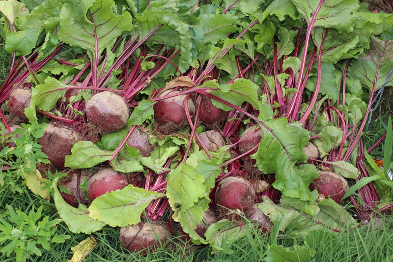 甜菜根在中国叫什么,甜菜根在中国叫什么 维生素b12