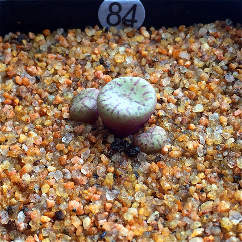 多肉植物 番杏科 肉锥 安珍 安贞 生石花 安贞群生一物一拍 91 裸根不