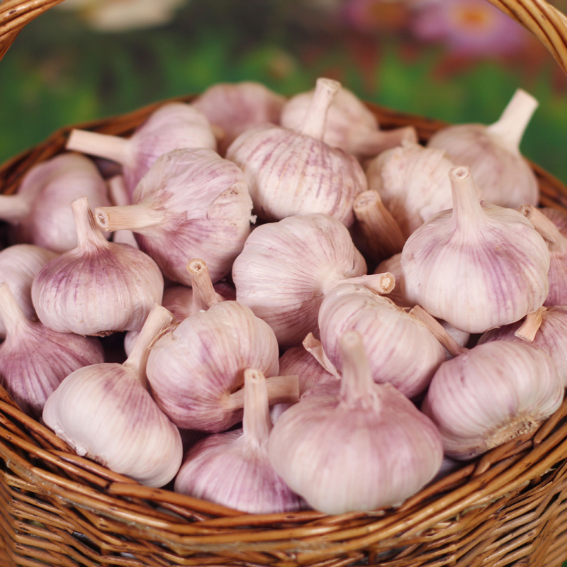 【京鲜达】山东姜蒜组合大蒜头紫皮大蒜黄姜生姜新鲜蔬菜 净重 火锅