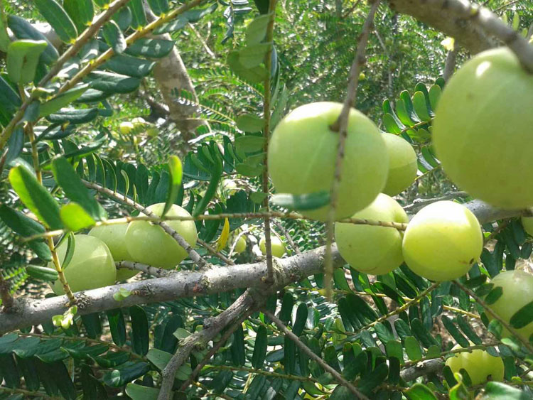 新鮮採摘油甘果餘甘果牛甘果當季水果榨汁油柑滇橄欖油甘果2斤