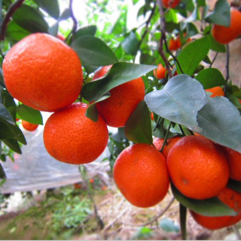 东方红桔果树苗沃柑橘脆皮金桔皇帝柑嫁接苗高产穏产品种纯正 1年苗