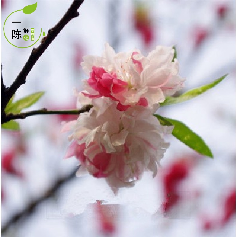 日本樱花苗樱花树苗木嫁接庭院盆栽花卉植物晚樱重瓣当年开花广岛恋人