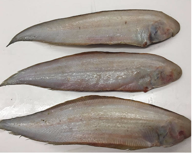 鱼姐海成青岛牛舌头鱼新鲜冷冻龙利鱼踏板鱼鳎米鱼海鲜水产35条斤3斤