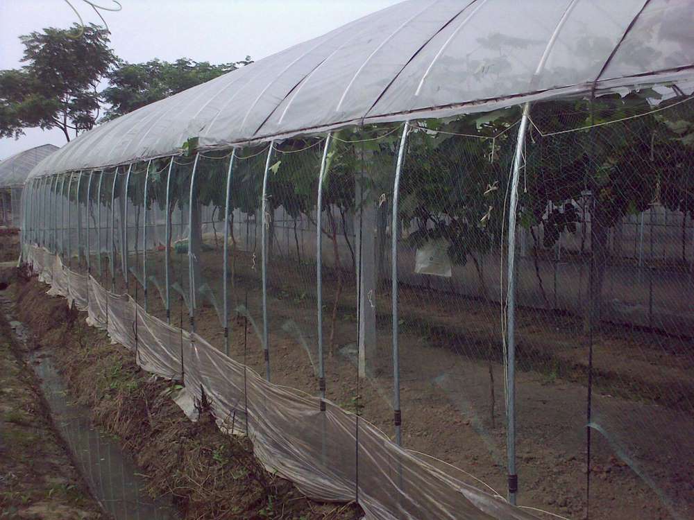 資材果樹苗木防鳥網 葡萄防鳥網防破損 櫻桃果樹果園防鳥網池塘穀子