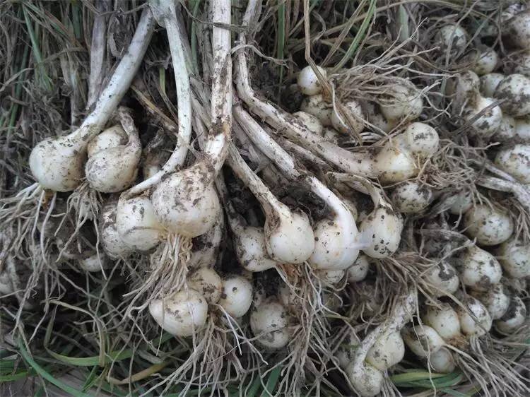 四川新鲜苦藠团葱小根葱野葱头苦茭小洋葱小蒜藠头薤白中号500g尝鲜