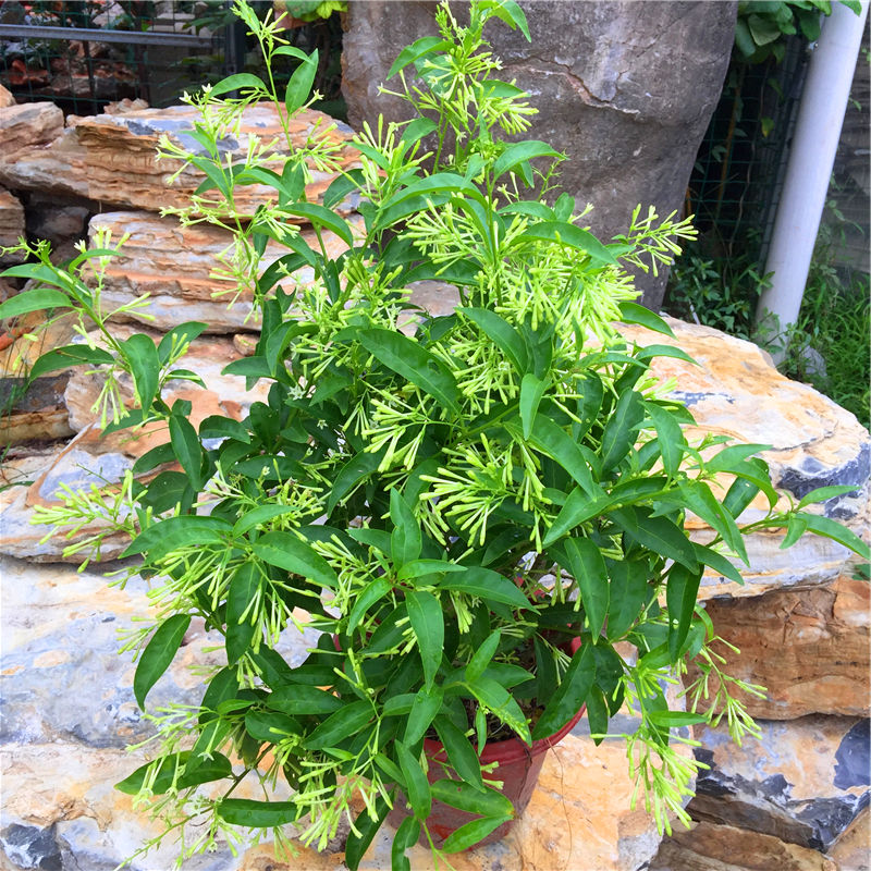 夜来香花苗 驱蚊草 阳台绿植盆栽浓香植物花卉 四季常绿状态好 夜来香