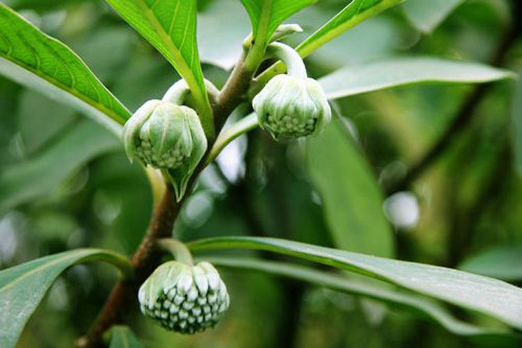 御卉閣 結香花苗 金腰袋打結花夢冬花喜花樹苗庭院綠化植物陽臺盆栽