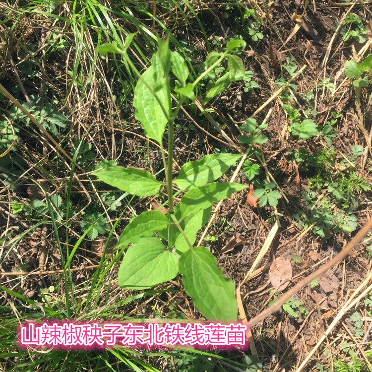 花姬山野菜山辣椒秧子東北鐵線蓮中草藥植物威靈仙種子種苗四季易活