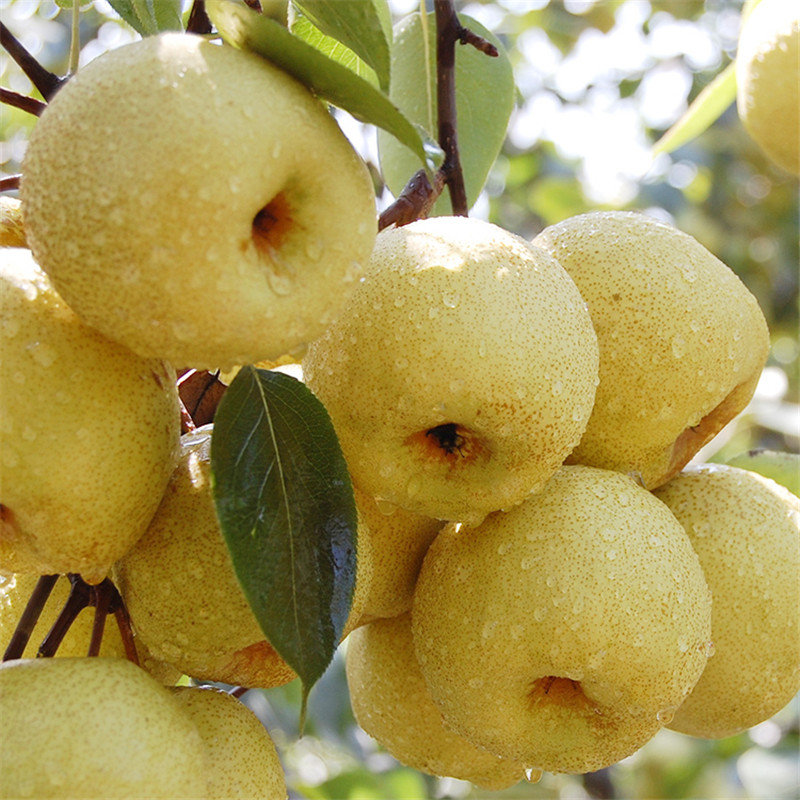 5kg【5斤】赵县正宗 赵州雪花梨 榨汁梨子 新鲜水果【图片 价格 品牌