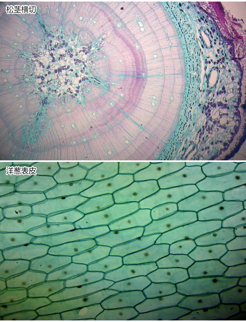 学生观测动植物人体组织细菌实验级生物标本 200w像素摄像头【图片